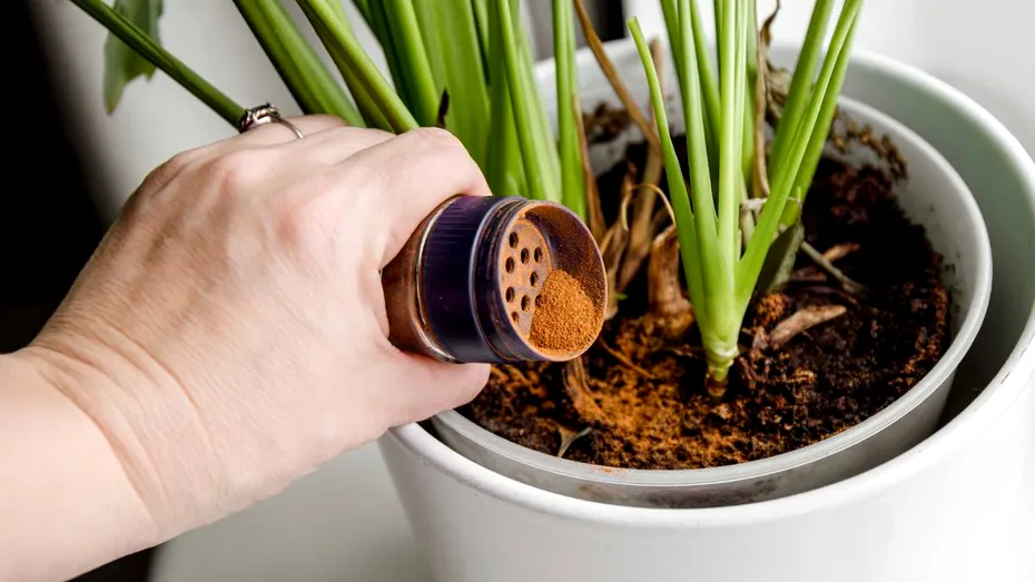 Cum să folosești scorțișoara la înmulțirea plantelor de interior. Vei crește florile sănătoase și fără substanțe chimice