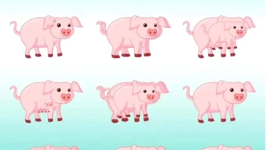 Test de inteligență! Reușești să afli câți porci sunt în această imagine? Ghicește în 15 secunde și vezi ce IQ ai