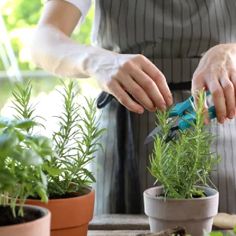 Ce plante aromatice merită cultivate în mai și cum pot ajuta digestia