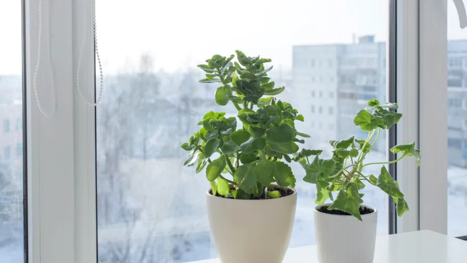 Cum să-ți păstrezi mușcatele sănătoase când le aduci în casă pentru iarnă