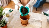 Cum să salvezi pământul uscat și vechi al florilor din ghiveci. Trucul care îl ajută să fie iar fertil