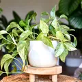 5 plante de apartament care pot crește fără pământ. Sunt ușor de întreținut și arată spectaculos