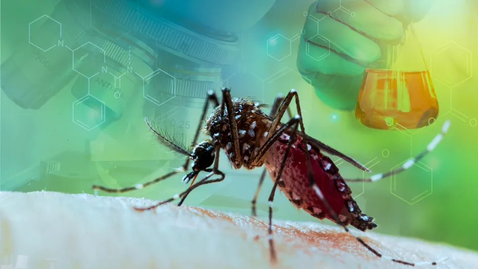 Cum scapi de țânțari fără insecticide: 5 soluții naturale pentru casa ta