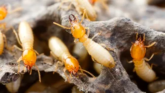 Cum scapi rapid de termite și îți protejezi mobilierul din lemn înainte să fie prea târziu