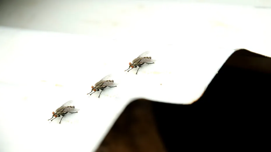 Cum folosești folia de aluminiu ca să scapi de muște: metodă simplă și rapidă, fără chimicale