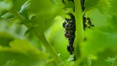 Scapă de furnicile din grădină cu un ingredient din bucătărie! Soluția naturală e foarte eficientă
