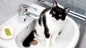 Motivul real pentru care pisica te urmărește mereu, când mergi la WC. Ce crede că se întâmplă, de fapt