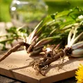 Planta obișnuită care a dat rezultate surprinzătoare în laborator împotriva cancerului de colon. Ce spun cercetătorii și care este avertismentul medicilor