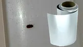 Cum să scapi de gândaci și de țânțarii din casă, cu o simplă folie de aluminiu