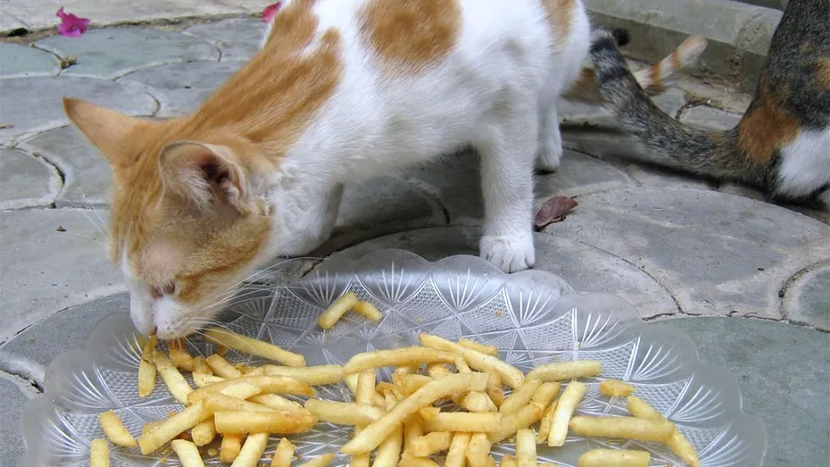 Ce se întâmplă dacă pisica ta mănâncă, din greșeală, cartofi prăjiți