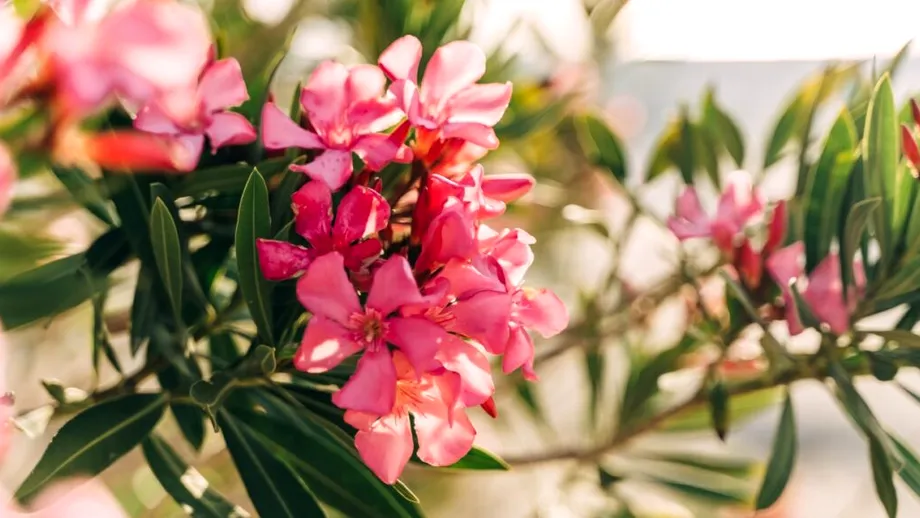 Trucul natural care transformă leandrul într-o explozie de flori. Ce să pui la rădăcină pentru rezultate spectaculoase