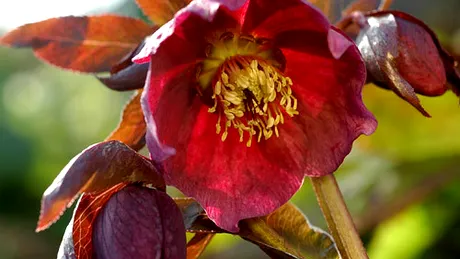 Spânzul (Helleborus purpurascens)