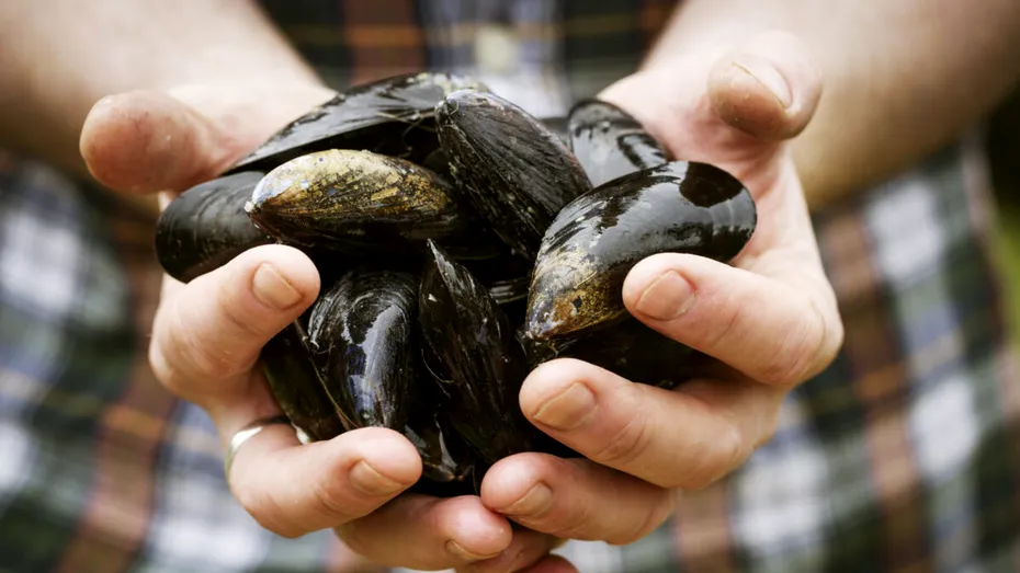 Alarmă pe litoral: peștele și fructele de mare românești, contaminate cu microplastice