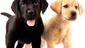 Primii câini concepuţi în eprubetă au fost aduşi pe lume prin fertilizare in vitro