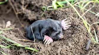 Ce flori trebuie să plantezi în curte să alungi cârtițele. Adio mușuroaie și plante distruse!