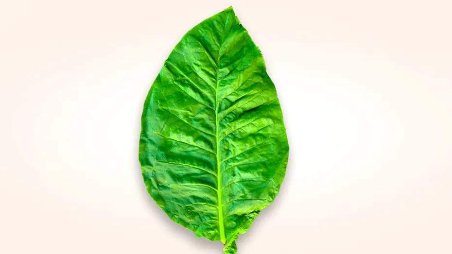 Adevărul despre nicotină