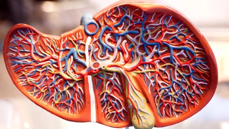 Cancerul de ficat: simptome pe care multă lume le ignoră - VIDEO by CSID