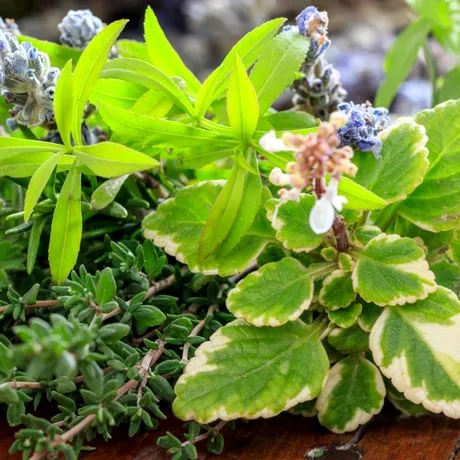 Plantele aromatice care au uimit cercetătorii! Ce au descoperit despre cimbru și rozmarin în studiile despre cancer