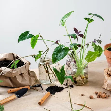 Plantele tale mor încet fără să știi! Cum să le salvezi chiar dacă le-ai uitat să le uzi