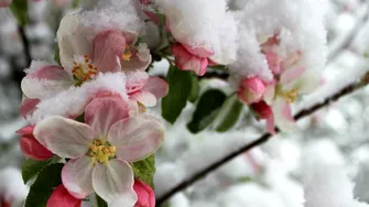 Temperatura ideală la care se fac stropirile pomilor fructiferi în luna februarie. De ce trebuie să țină cont gospodarii