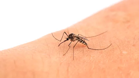 Virusul West Nile face ravagii în Europa. 13 morți în Italia și cazuri confirmate în România
