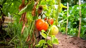 Cum recunoști și cum combați Tuta absoluta, molia minieră a tomatelor
