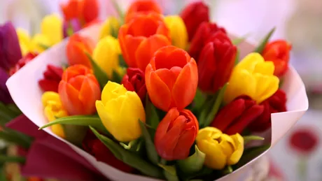 Cum faci lalelele să reziste peste 7 zile în vază. Secretul florarilor din Olanda