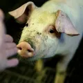 O tulpină mutantă de gripă, depistată în 2011 la porci și bovine, devine o amenințare și pentru oameni. Nu există teste pentru diagnostic