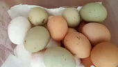 Există ouă fără colesterol? Da, și pot fi consumate fără griji