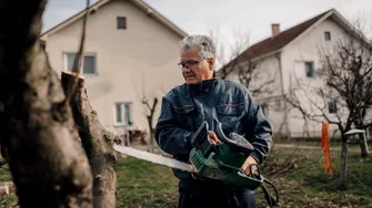 Poți tăia crengile copacului vecinului care intră pe proprietatea ta? Ce spune legea din România