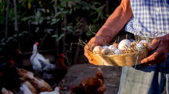 Oul sau găina: care conține mai multă proteină?