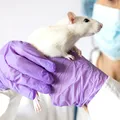 Avertismentul medicilor după o mușcătură de șobolan! Infecțiile grave care pot apărea și ce trebuie făcut de urgență