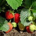 Ce legume să nu plantezi niciodată lângă căpșuni! Așa poți evita pierderile de recoltă