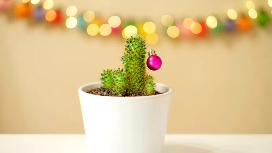 Cum să transformi un cactus de Crăciun într-o moștenire de familie. Sfaturi pentru planta care poate trăi peste 100 de ani