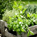 Plantele-minune pe care ar trebui să le ai în casă | Efecte dovedite pentru ficat, rinichi, memorie și nu numai