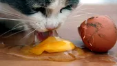 De ce nu e bine să-i dai pisicii ouă crude. Mergi urgent la veterinar dacă are aceste simptome