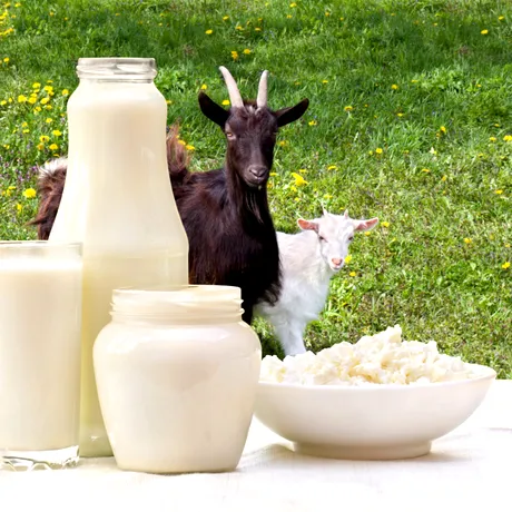Laptele de capră, o minune pentru sănătate. Descoperă-i beneficiile!