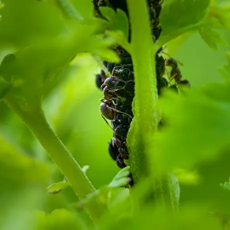 Scapă de furnicile din grădină cu un ingredient din bucătărie! Soluția naturală e foarte eficientă