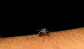 Cum poți alunga țânțarii fără a folosi insecticide. Soluții ușoare pe care le poate pune în practică oricine