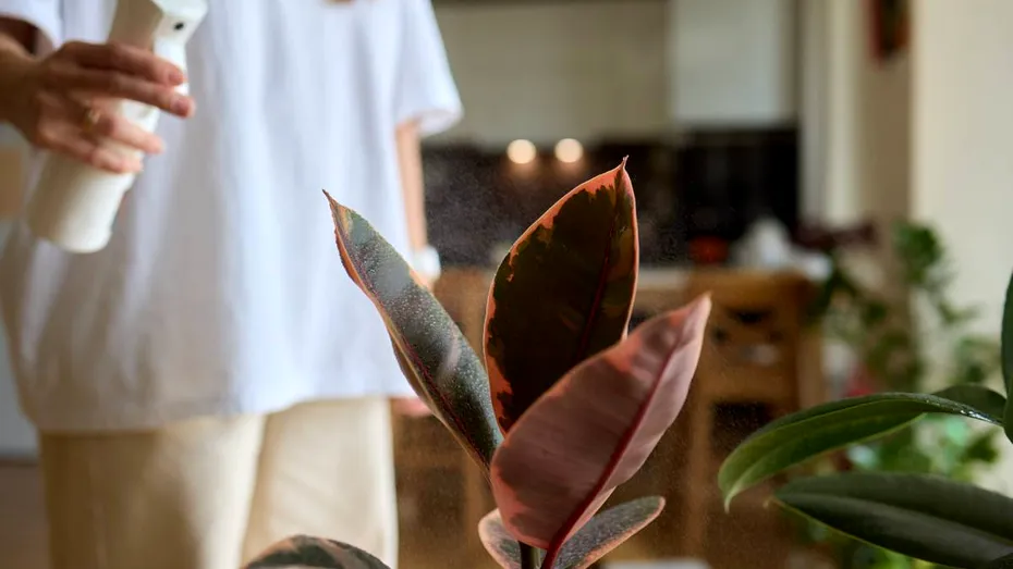 Tonicul natural care îți salvează plantele în 24 de ore. Amestecul folosit de grădinari când văd că plantele încep să se usuce