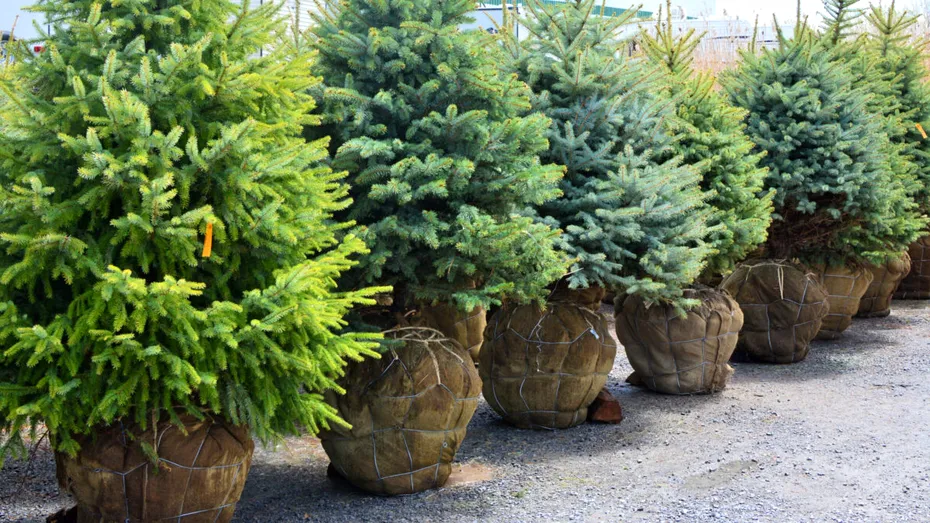 Au apărut primii brazi naturali! Cât costă și cum să-i împodobești ca să fie “în trend”