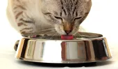 Pisicile şi câinii beau apă în moduri diferite. Cercetătorii au aflat motivul!