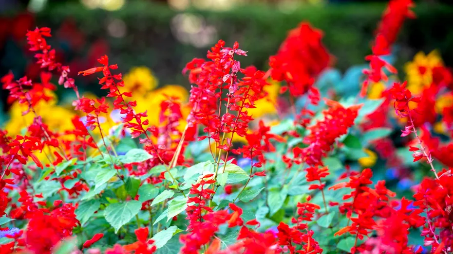 Cât de des trebuie să urzi plantele! Secrete pentru o grădină sănătoasă și înfloritoare pe caniculă