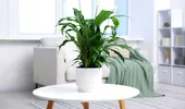 Planta pe care să o pui în dormitor în această toamnă. Poate fi de ajutor când ai prea multă umezeală în casă