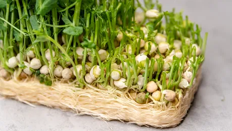 De ce se pune grâu la încolțit de Sfântul Andrei. Ce anunță acest obicei străbun!