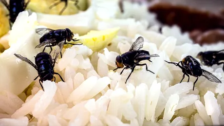 Metoda simplă care alungă muștele din casă fără insecticide