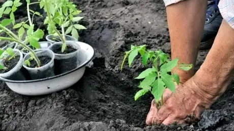 Cum să plantezi roșiile în grădină. Care este distanța optimă, de fapt