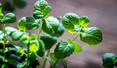 Cum se usucă corect menta pentru a-și păstra aroma și proprietățile