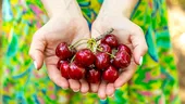Cireșele de sezon vor costa mai mult în acest an. Gerul de la începutul lunii a compromis producția