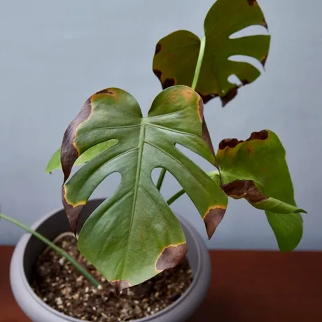 Semnele care îți arată că plantele tale sunt bolnave. La ce trebuie să fii atent din timp
